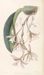 Trichopilia Laxa (as syn. Pilumna Laxa)